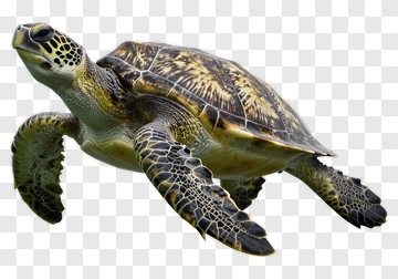 Realistic Green Sea Turtle Swimming PNG