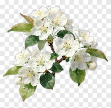 White Flower Branch PNG