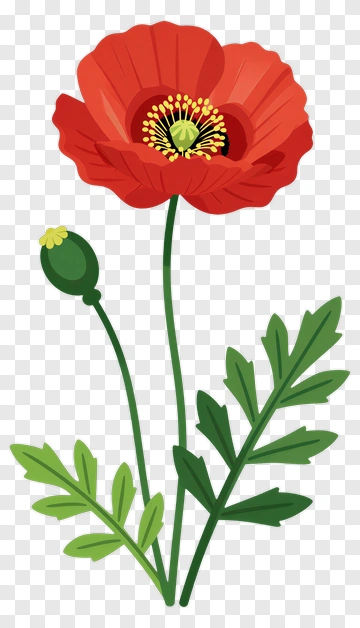 Red Poppy Flower With Green Leaves PNG