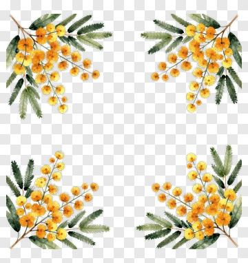 Watercolor Floral Frame With Yellow Mimosa PNG
