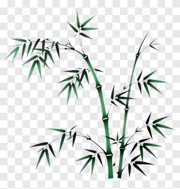 Bamboo Plant PNG
