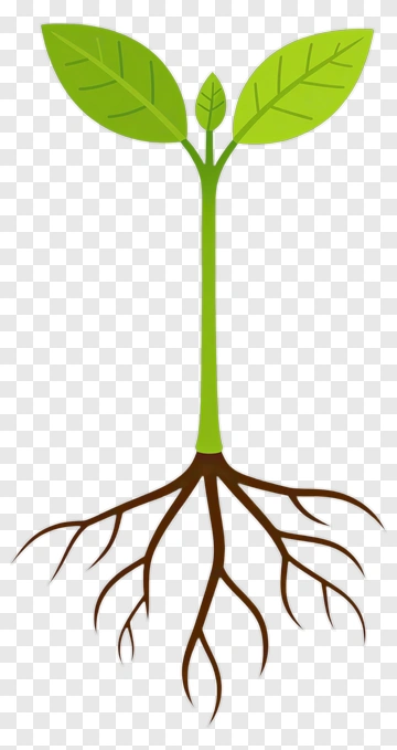 Green Plant With Roots PNG
