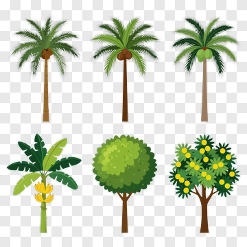 Collection Of Tropical Trees PNG