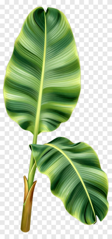 Colorful Banana Leaves PNG