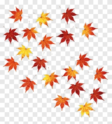 Colorful Maple Leaves PNG