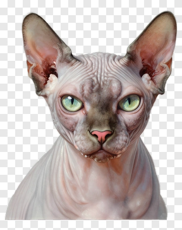 Sphynx Cat With Green Eyes PNG