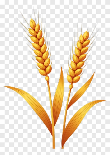 Golden Wheat Ears PNG