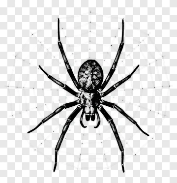 Detailed Illustration Of A Spider PNG