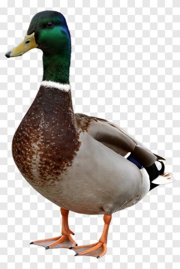 Mallard Duck Standing PNG