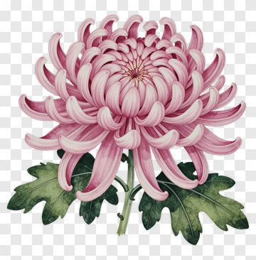 Pink Chrysanthemum Flower PNG