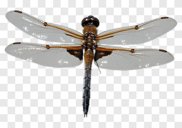 Dragonfly With Transparent Wings PNG