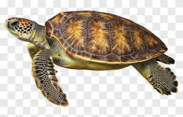 Realistic Sea Turtle Swimming PNG