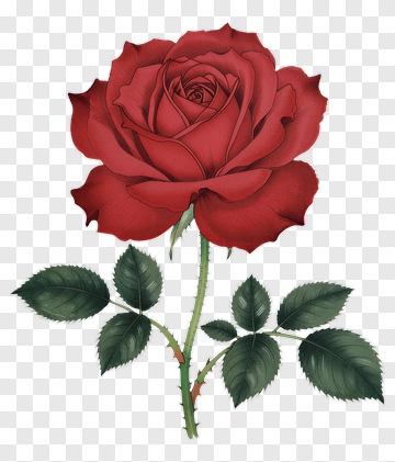 Red Rose With Green Leaves PNG