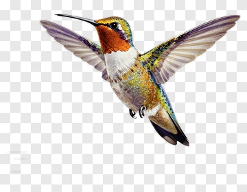 Colorful Hummingbird In Flight PNG