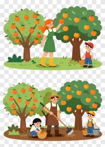 Family Harvesting Oranges In A Fruit Orchard PNG