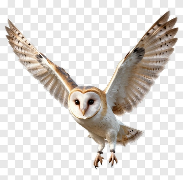 Barn Owl In Flight PNG