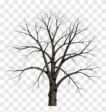 Bare Tree With Branches PNG