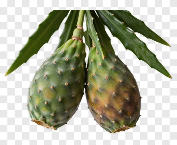 Cactus Fruit With Green Leaves PNG
