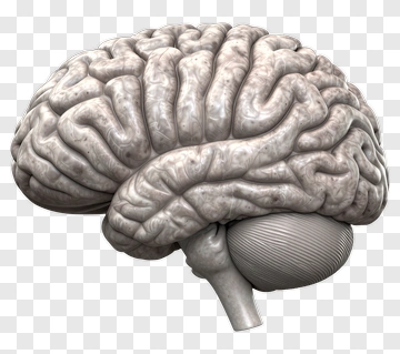 3D Human Brain Model PNG