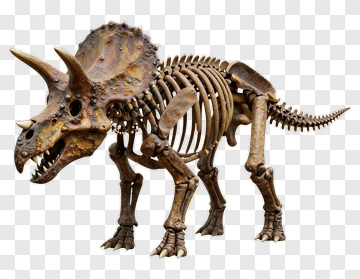 Triceratops Skeleton Model PNG