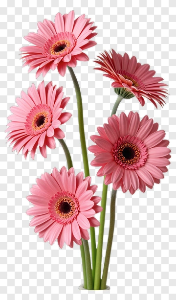 Pink Gerbera Flower Bouquet PNG