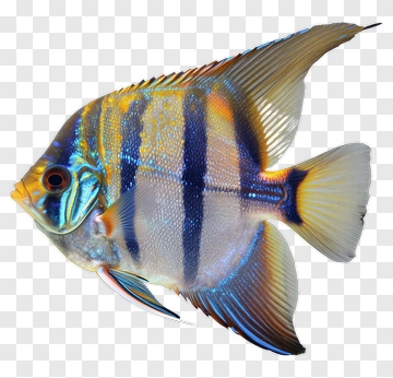 Colorful Fish With Stripes PNG