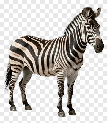 Zebra Standing In Profile PNG