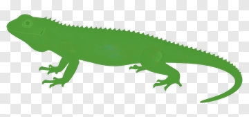 Green Lizard PNG