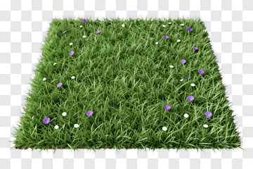 Lush Green Grass With Flowers PNG