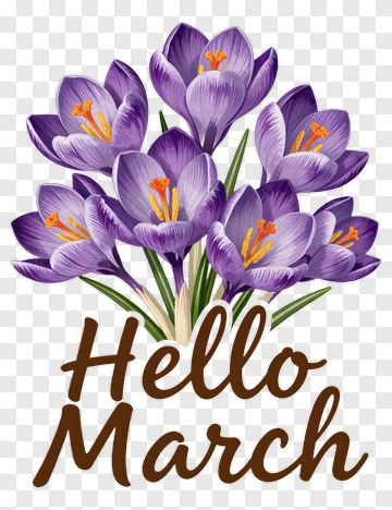 Hello March With Purple Crocuses PNG