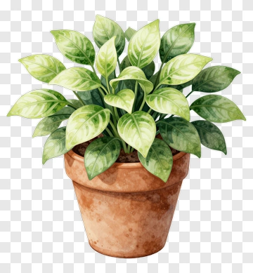 Potted Plant With Green Leaves PNG