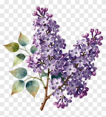 Lilac Flower Bouquet PNG