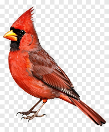 Red Cardinal Bird PNG