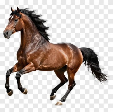 Brown Horse Running PNG