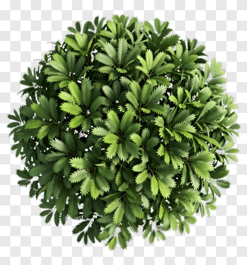 Green Bush With Lush Leaves PNG