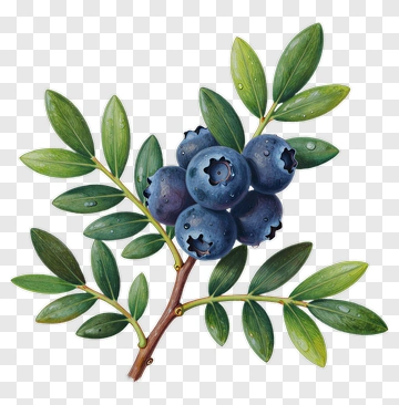 Blueberry Branch With Leaves PNG