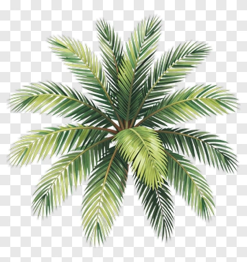 Colorful Palm Tree PNG