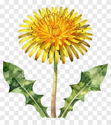Watercolor Dandelion Flower PNG