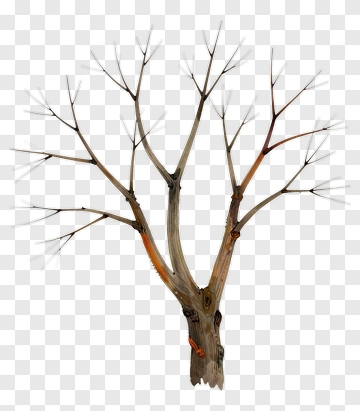 Tree With Bare Branches PNG