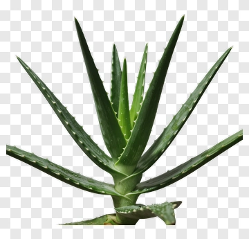 Aloe Vera Plant PNG