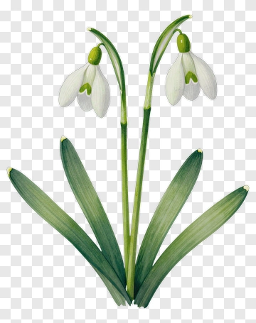Snowdrop Flower PNG