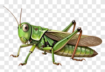 Cartoon Grasshopper PNG