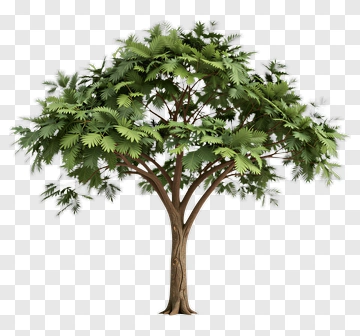 Realistic Tree With Green Leaves PNG