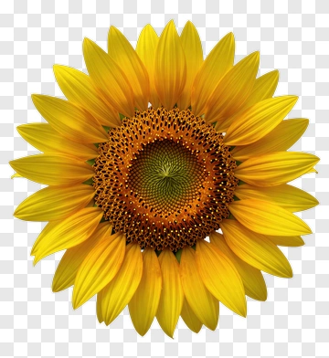 Sunflower PNG