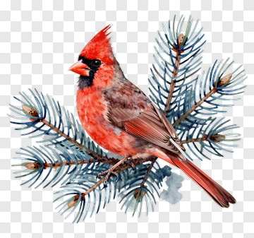 Red Cardinal Sitting On Pine Branch PNG