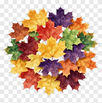 Colorful Maple Leaves Arrangement PNG