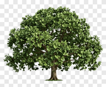 Realistic Green Tree PNG