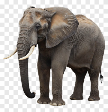 Realistic Elephant Standing PNG