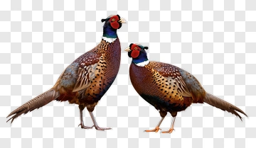 Pair Of Colorful Pheasants PNG