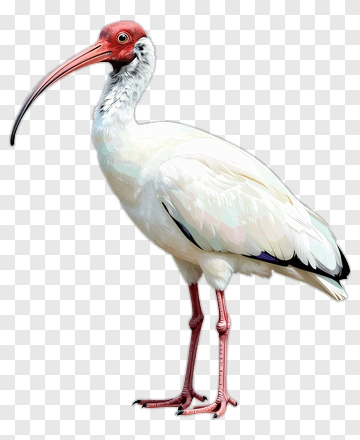 White Ibis With Red Head PNG